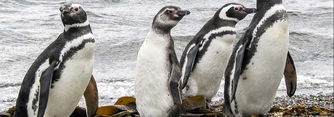Navegación por el Canal Beagle hasta la pingüinera