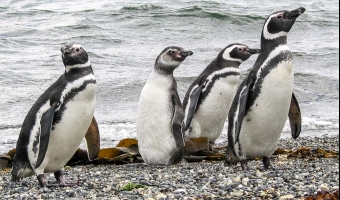 Navegación por el Canal Beagle hasta la pingüinera